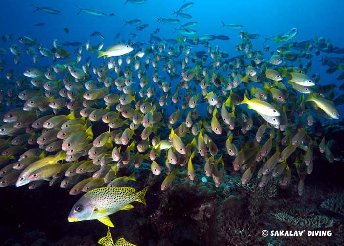 Nosy Be plateau diving